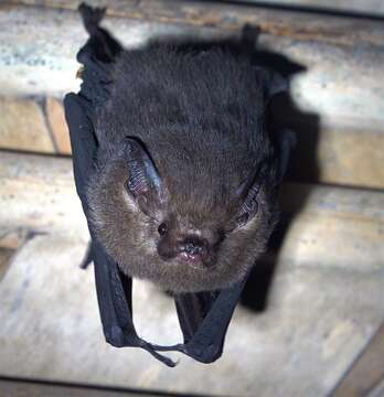 Image of Peters’s Sheath-tailed Bat