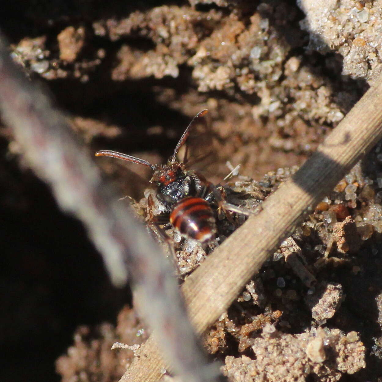 Image of Nomada flavoguttata (Kirby 1802)