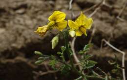 Image de Solanum arcanum Peralta