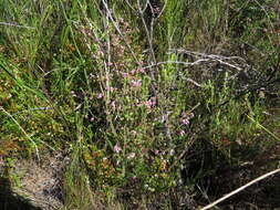 Image of Erica hirtiflora Curt.