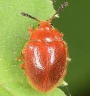 Image of Stenotarsus blatchleyi Walton 1928