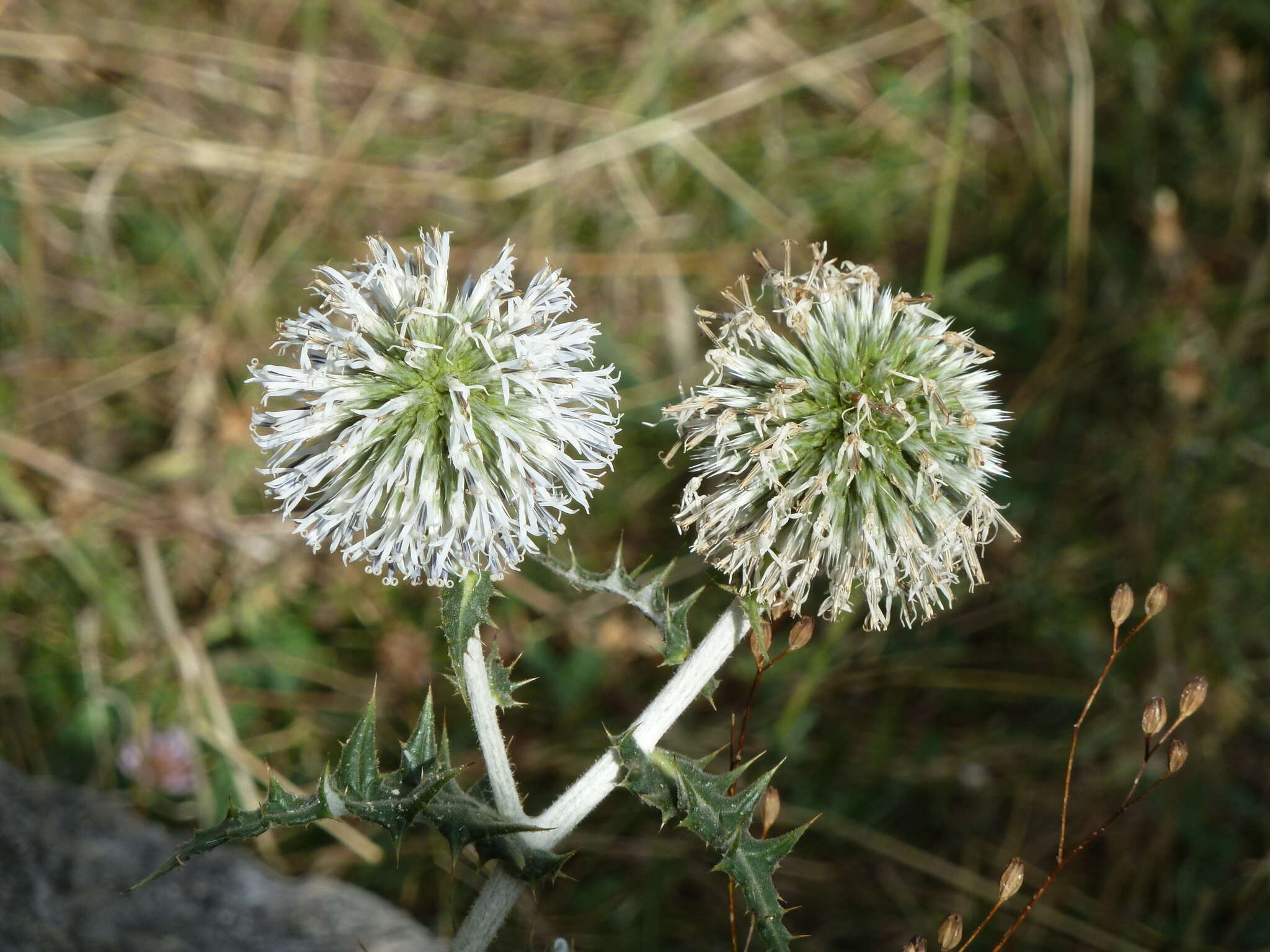 Image of Echinops sphaerocephalus subsp. sphaerocephalus