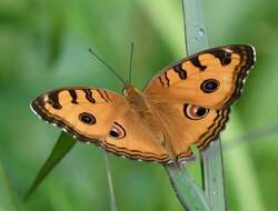 Image of Peacock Pansy