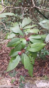 Image of Machilus velutina Champ. ex Benth.