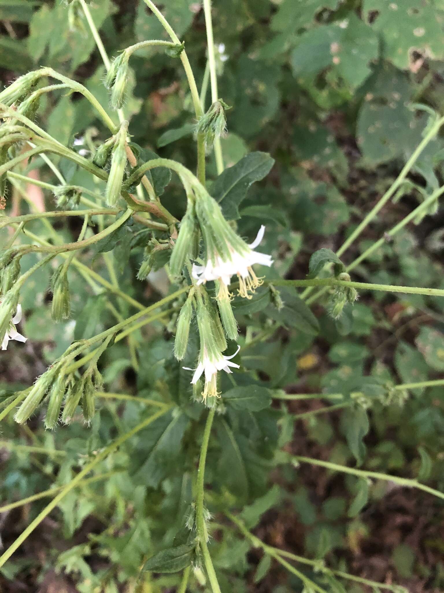 Image of barbed rattlesnakeroot