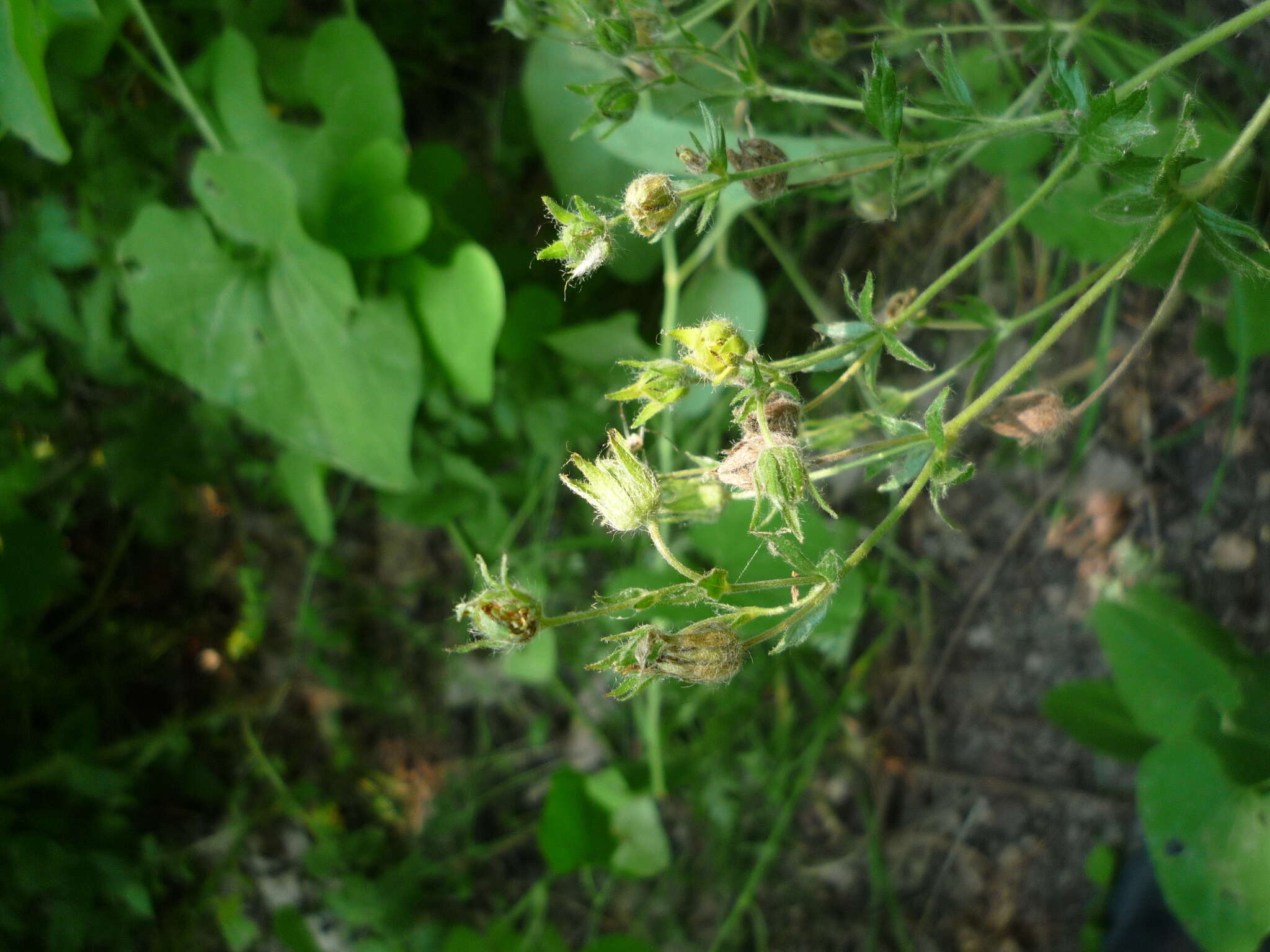 Image of Potentilla recta subsp. obscura (Willd.) Arcang.