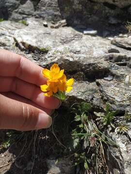 Plancia ëd Anemonastrum narcissiflorum subsp. chrysanthum (Ulbr.) Raus