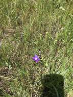 Image of starflower brodiaea