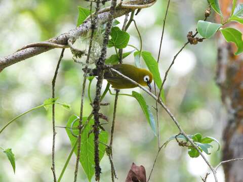 Image of Broad-ringed White-eye