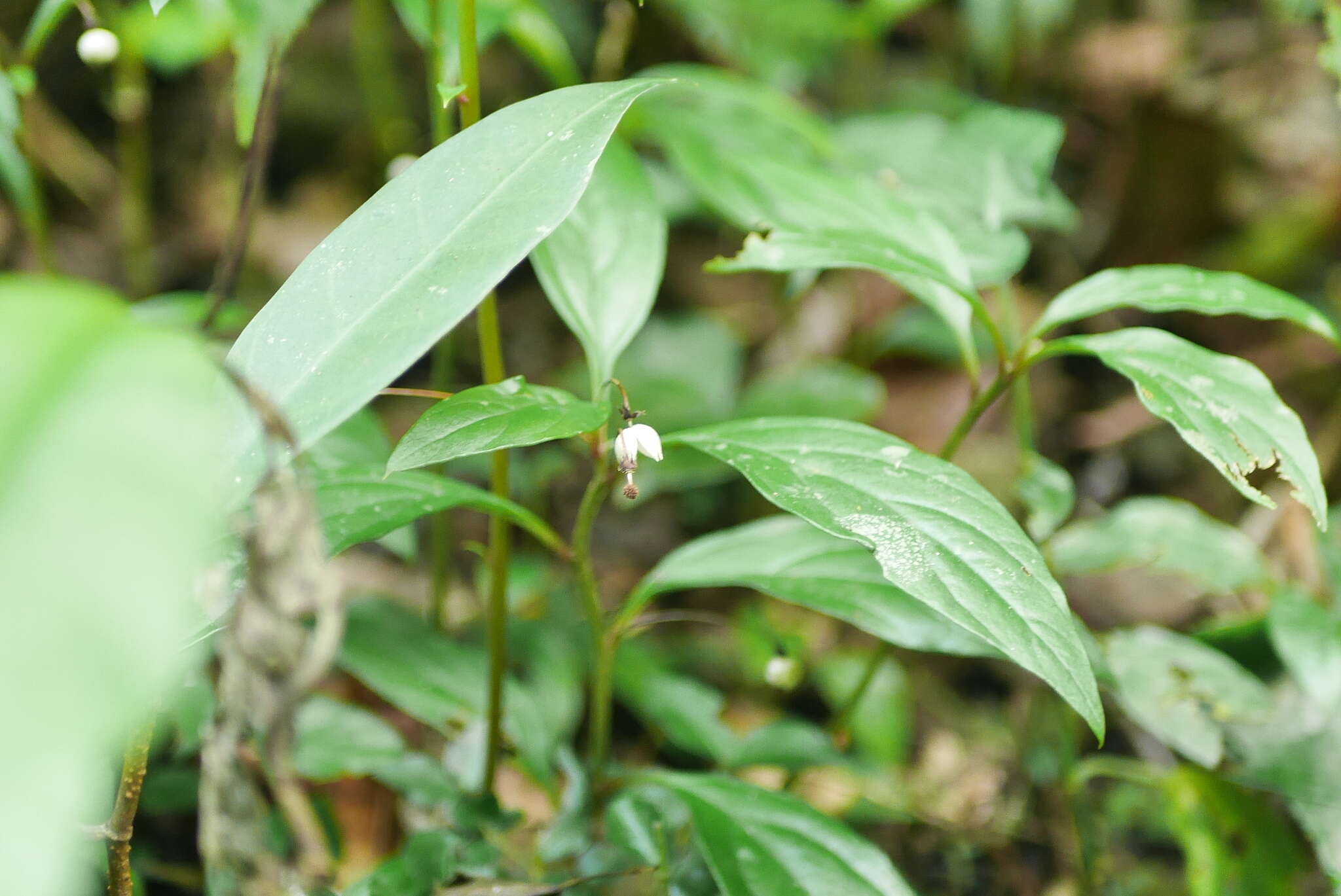 Image of Lysimachia ardisioides Masam.