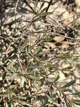 Image of Baccharis linearifolia (Lam.) Pers.