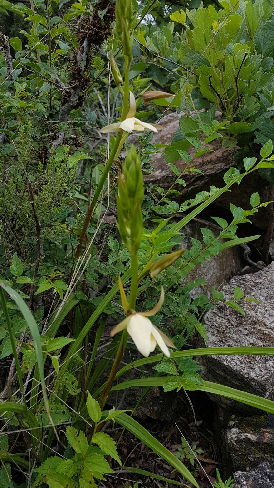 Sivun Eulophia ovalis Lindl. kuva