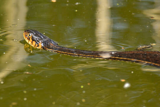 Image of Thamnophis eques insperatus Conant 2003