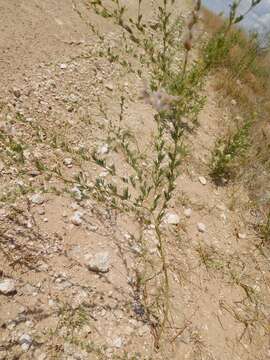 Image of nineanther prairie clover