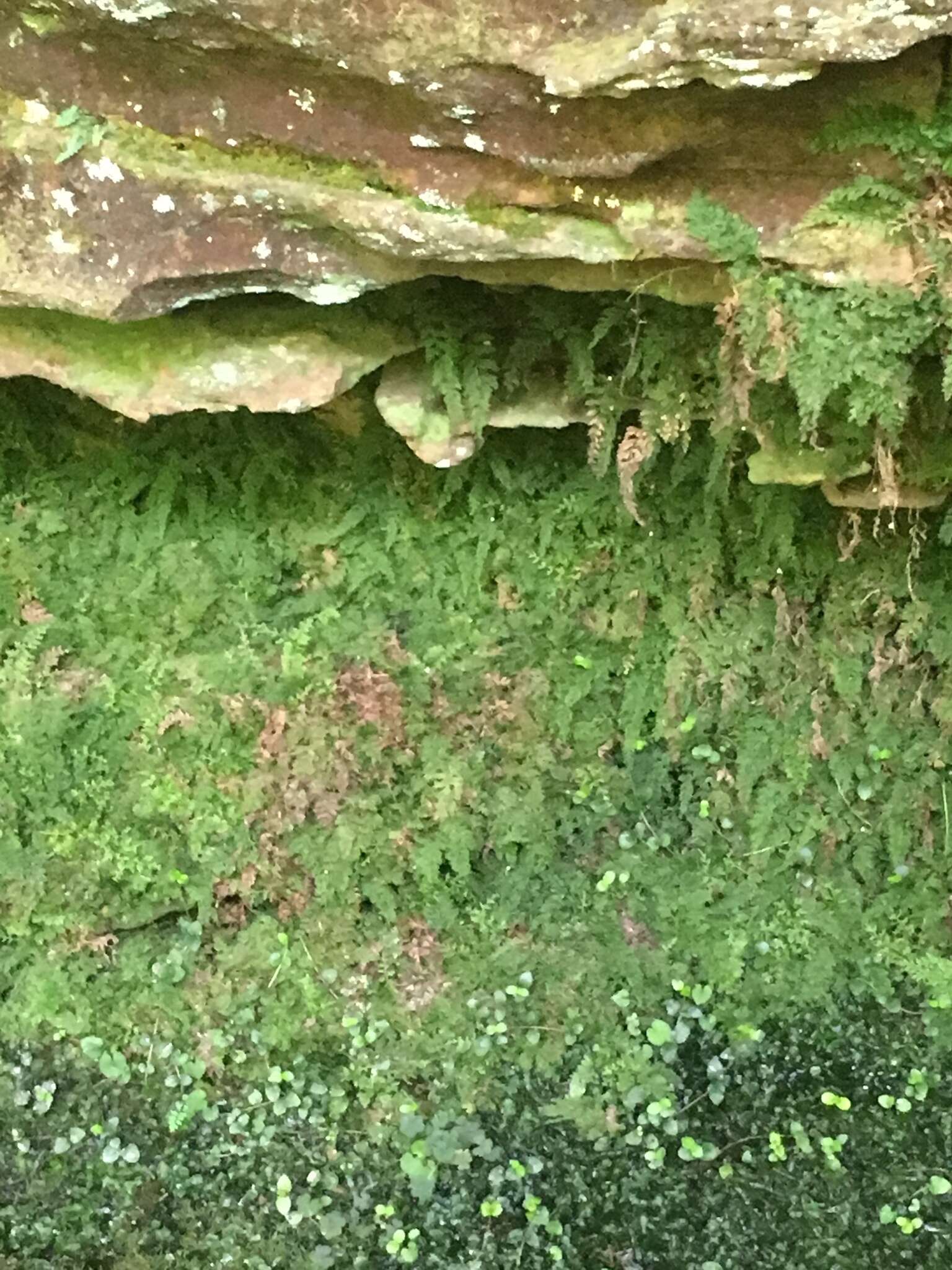 Image of Appalachian Fern