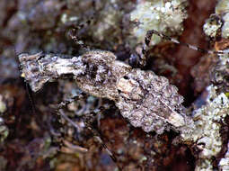 Image of Metoxypilus lobifrons Stal 1877