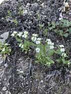 Image of Hairy Cornsalad