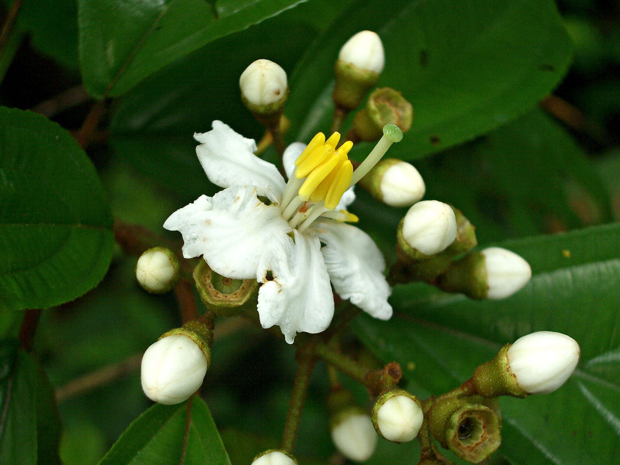 Image of Conostegia schlimii (Triana) Kriebel