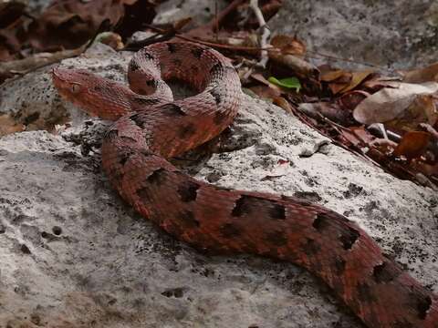 Image of Yucatán Hognose Viper