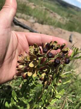 Image de Schizoglossum hamatum E. Mey.