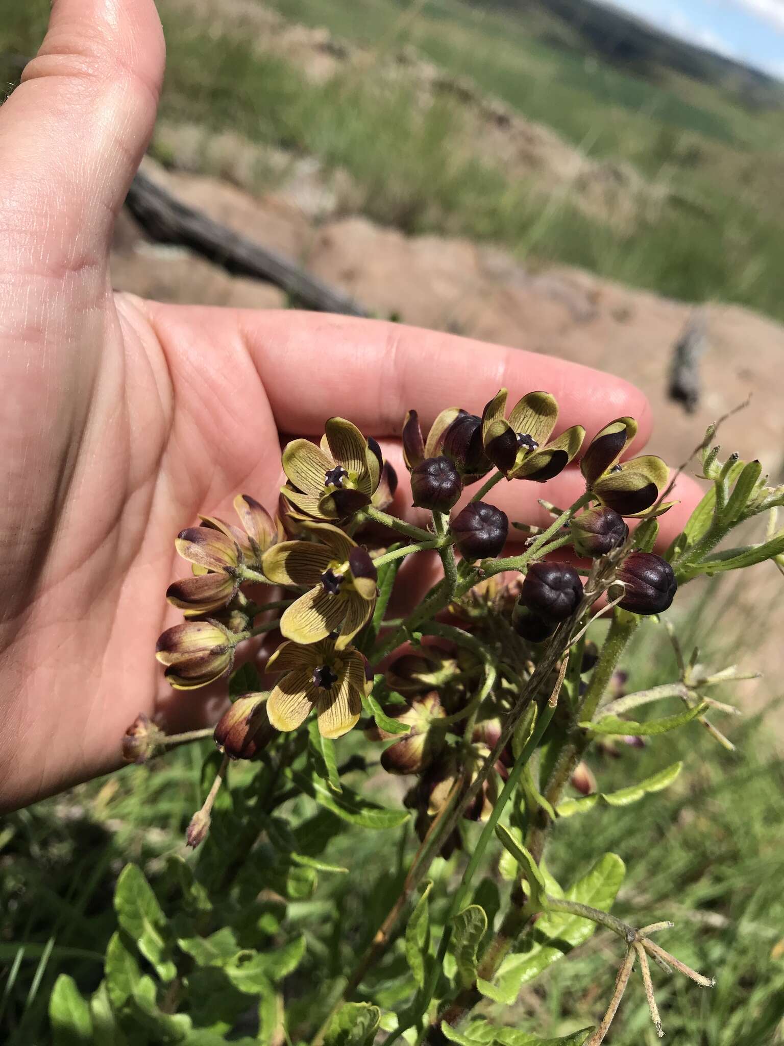 Image of Schizoglossum hamatum E. Mey.