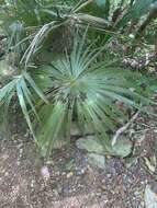 Coccothrinax alta (O. F. Cook) Becc.的圖片