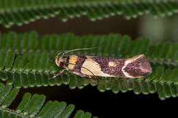 Image of Macrobathra chrysotoxa Meyrick 1886