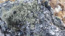 Image of Ramalina capitata (Ach.) Nyl.