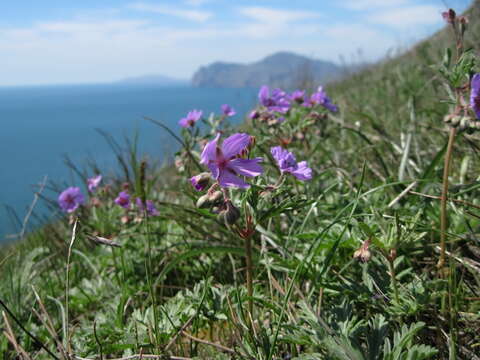 Image of Tuberous Cranesbill