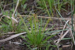 Image de Luzula pallescens Sw.