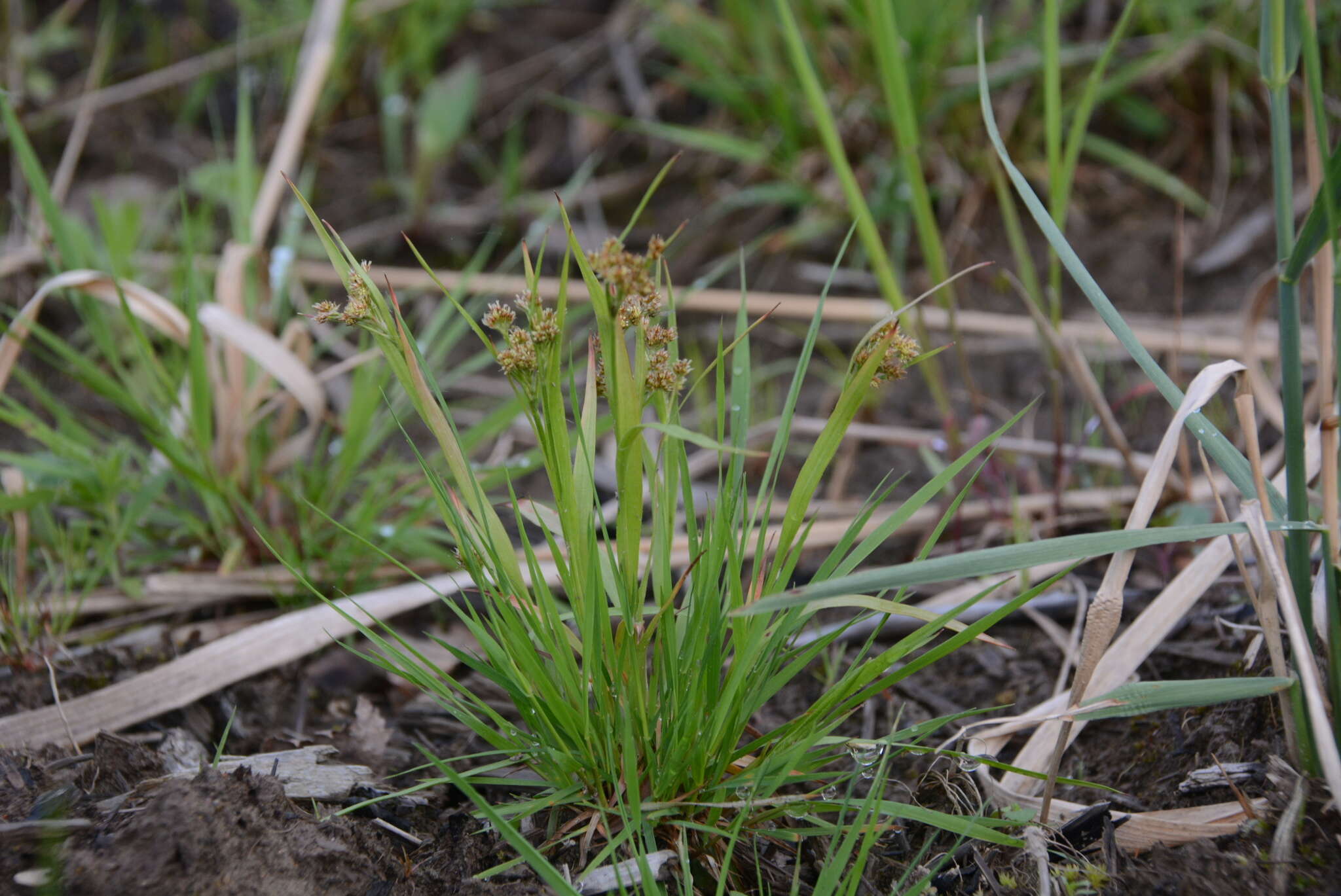 Image de Luzula pallescens Sw.