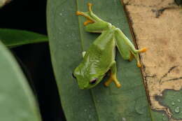 Image of Jayaram's bush frog