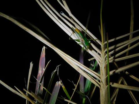 Image of Caribbean Meadow Katydid