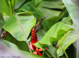 Image of Bornean Spiderhunter