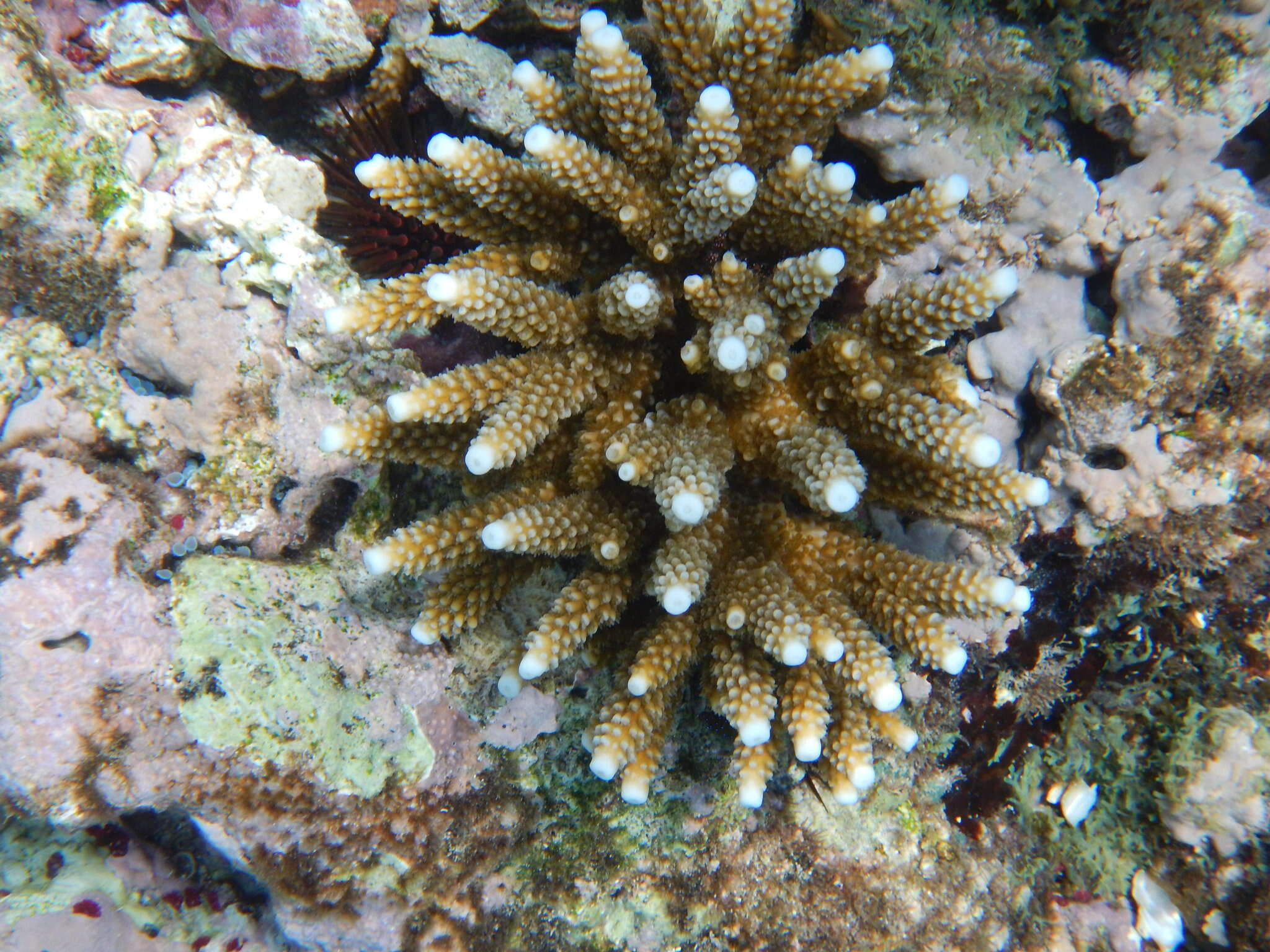 Image of Staghorn Coral