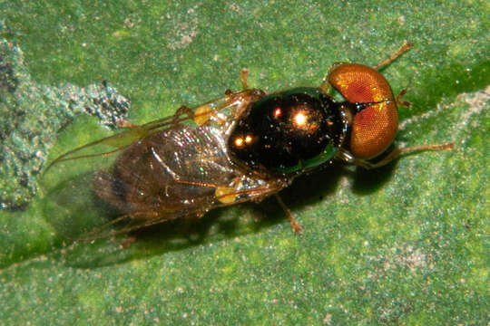 Plancia ëd Microchrysa bicolor (Wiedemann 1830)