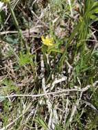 Image of Potentilla flagellaris Willd. ex Schltdl.