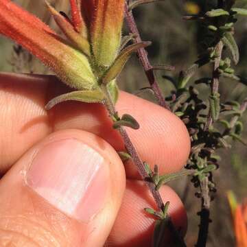 Image of <i>Castilleja <i>tenuiflora</i></i> var. tenuiflora