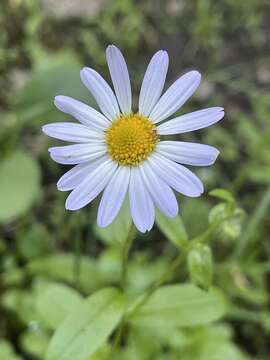 Image of western daisy