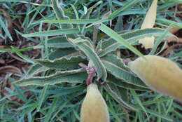 صورة Asclepias meliodora (Schltr.) Schltr.