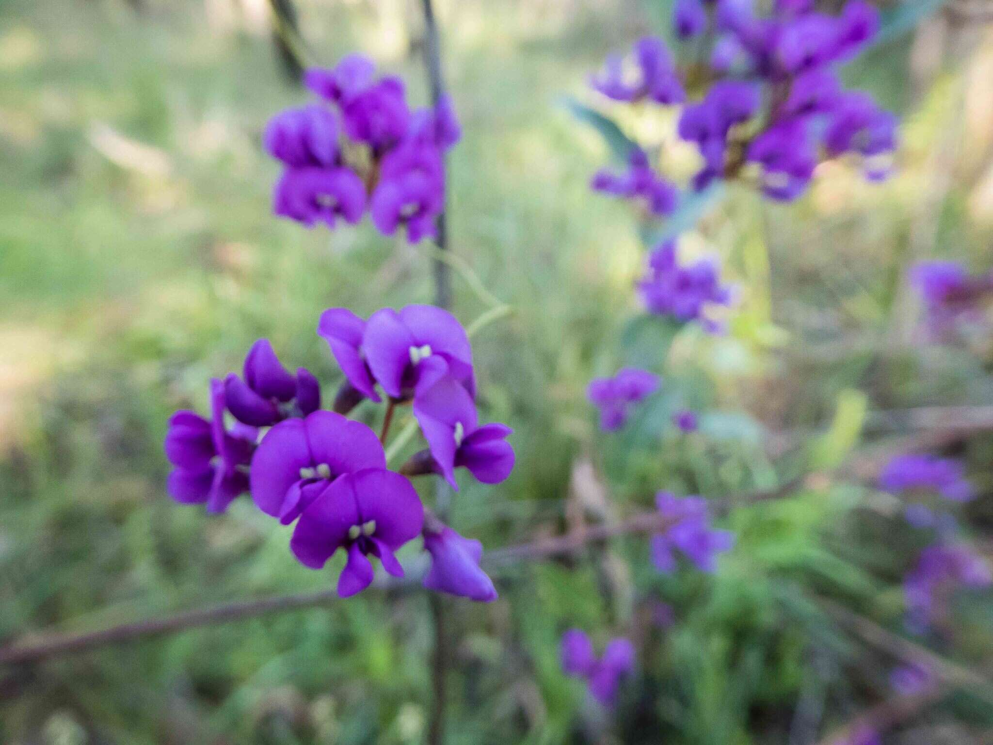 Hardenbergia violacea (Schneev.) Stearn resmi