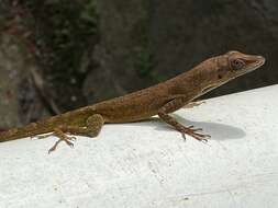 Anolis luciae Garman 1887的圖片