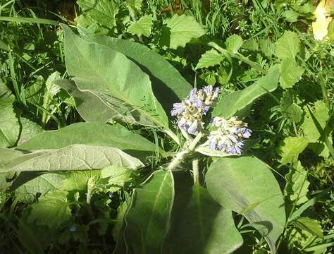 Imagem de Solanum mauritianum Scop.