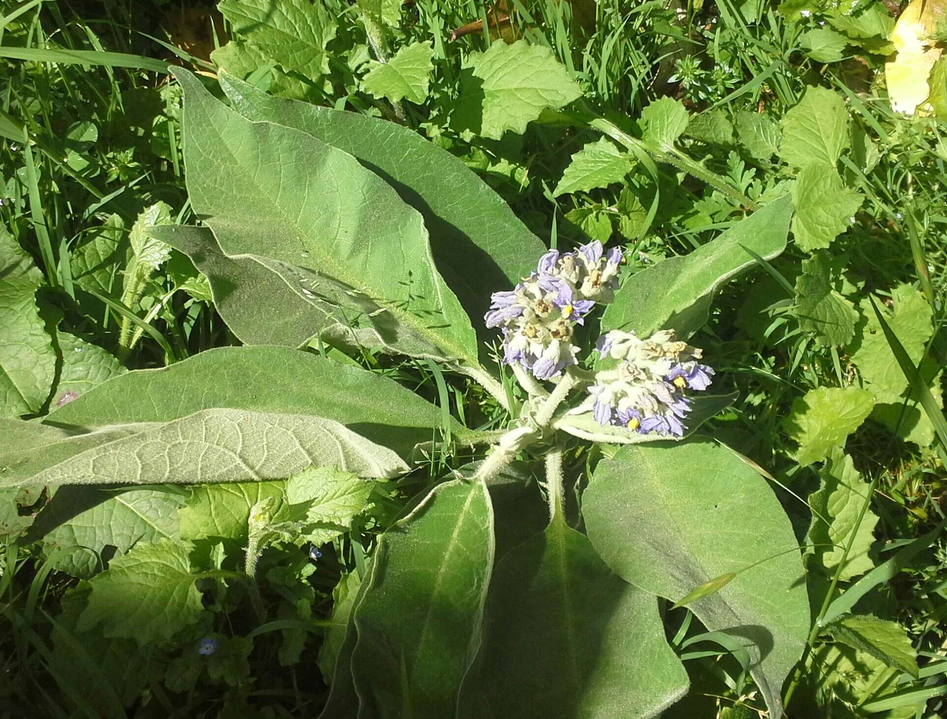 صورة Solanum mauritianum Scop.