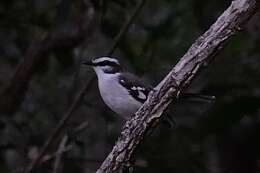 Image of White-browed Robin