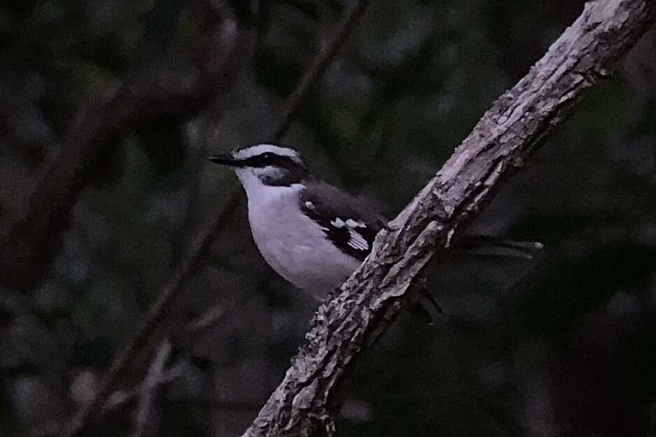 Image of White-browed Robin