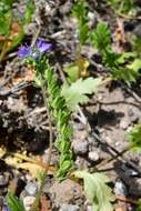 Phacelia austrotexana (J. A. Moyer) B. L. Turner的圖片