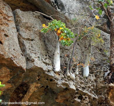 صورة Dendrosicyos