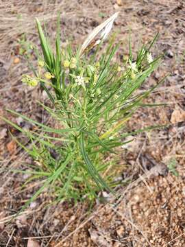 Image de Schizoglossum garcianum Schltr.