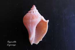 Image of West Indian crown conch